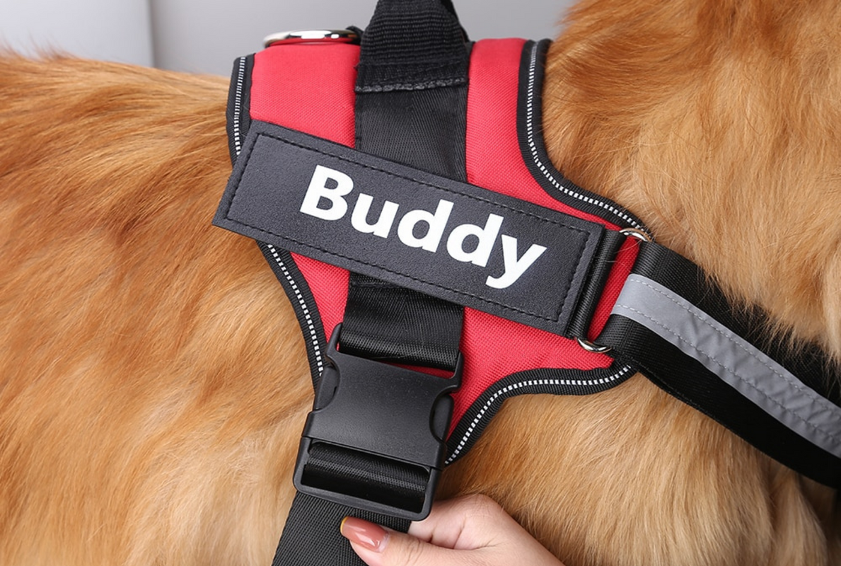 Dog harness on clearance dog